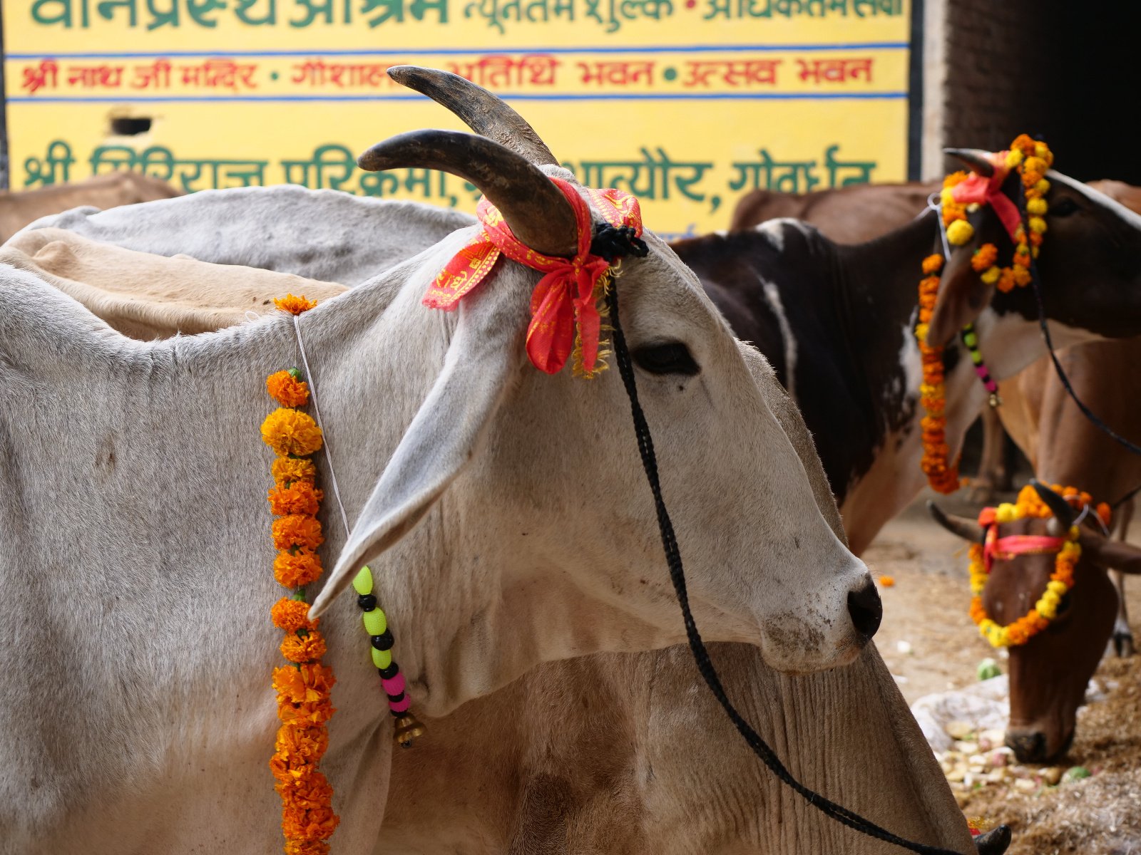  85 Gopashtami Radha kunda Govardhan 19.11.04